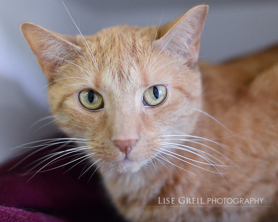 Pheobe - ADOPTED!