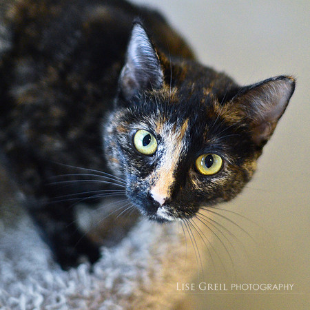 Scarlet
