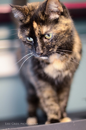 Prunella