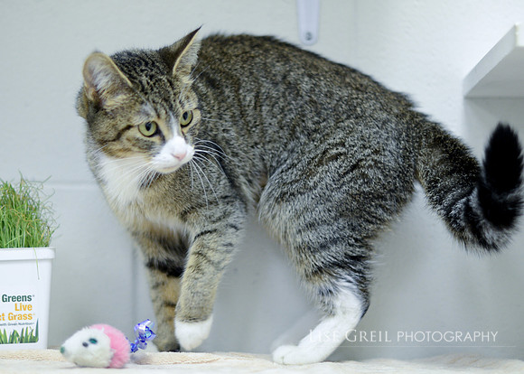 Gabriella - ADOPTED!
