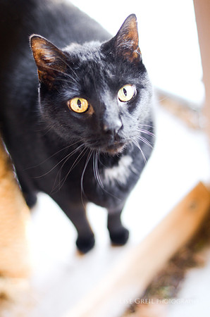 Panther