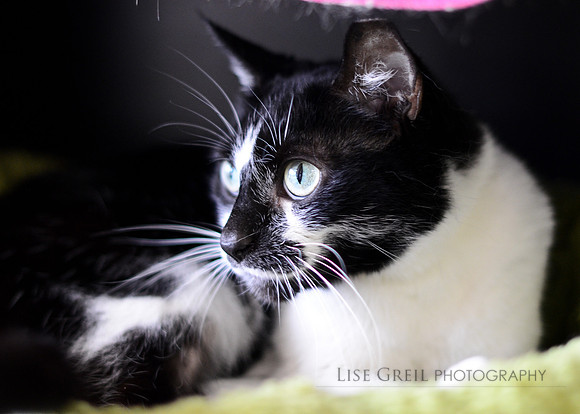 Dahlia - ADOPTED!