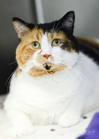 Callie