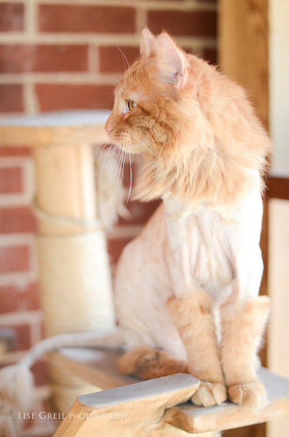 Mufasa