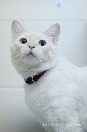 Newman - ADOPTED!