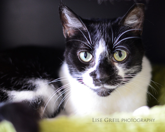 Dahlia - ADOPTED!