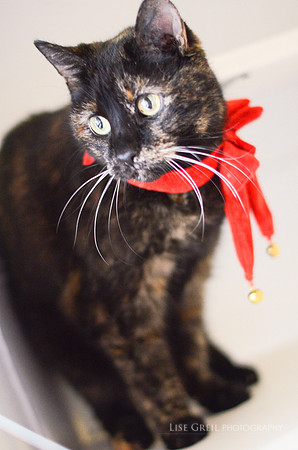 Prissy