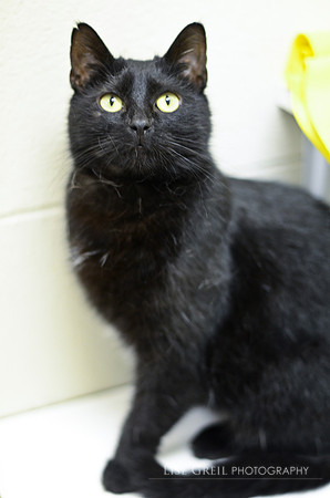 Ebony