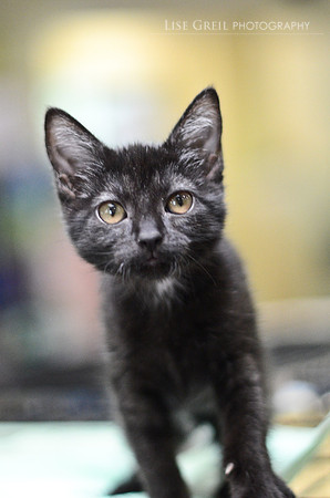 Mittens