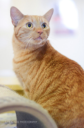 Meow Meow Kitty