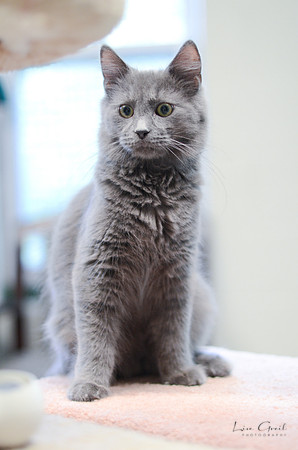 Merlin