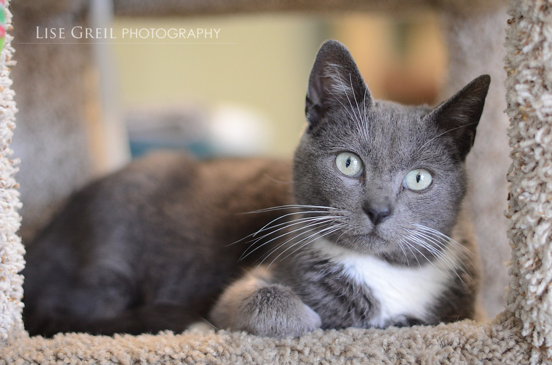 Stella