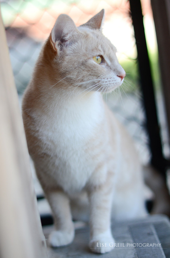 Apricot