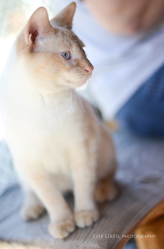 Apollo