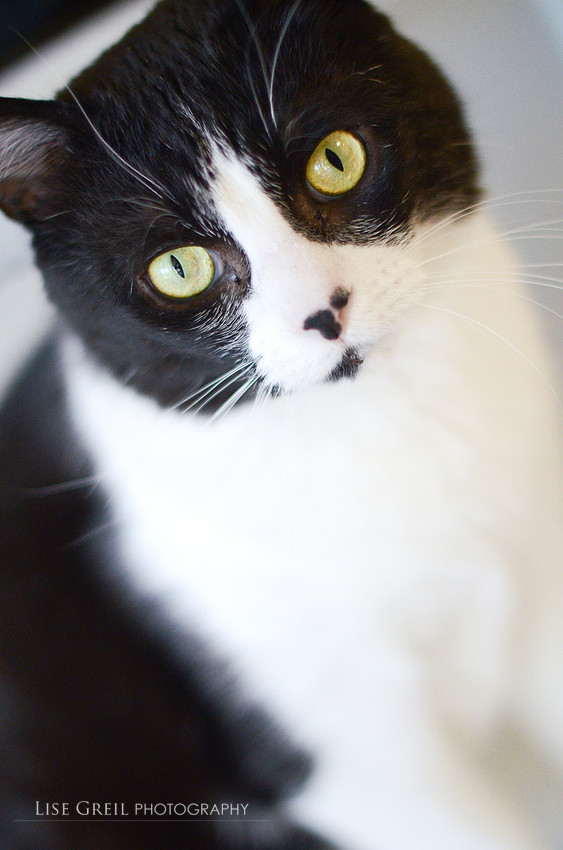 Figaro/Rico Suave