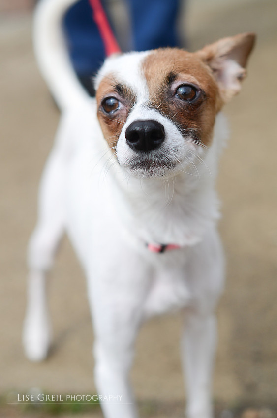Tinkerbelle