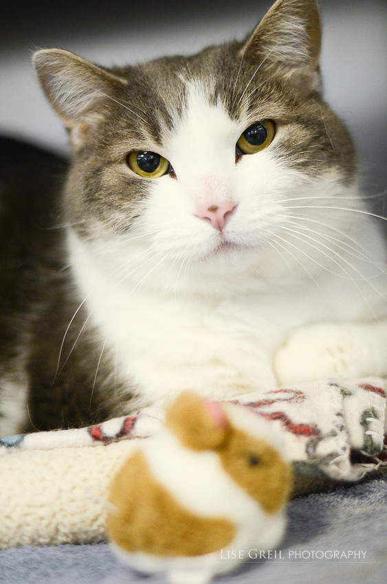 Dashing Dewey