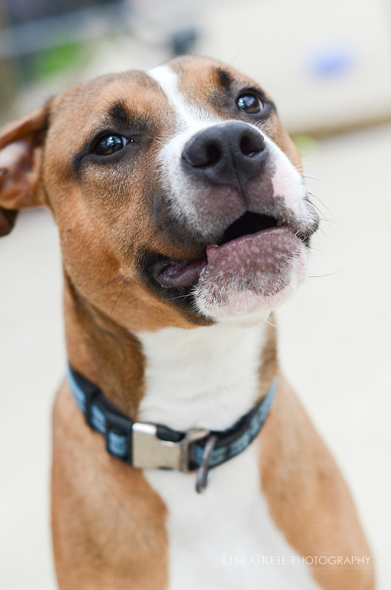 Elvis