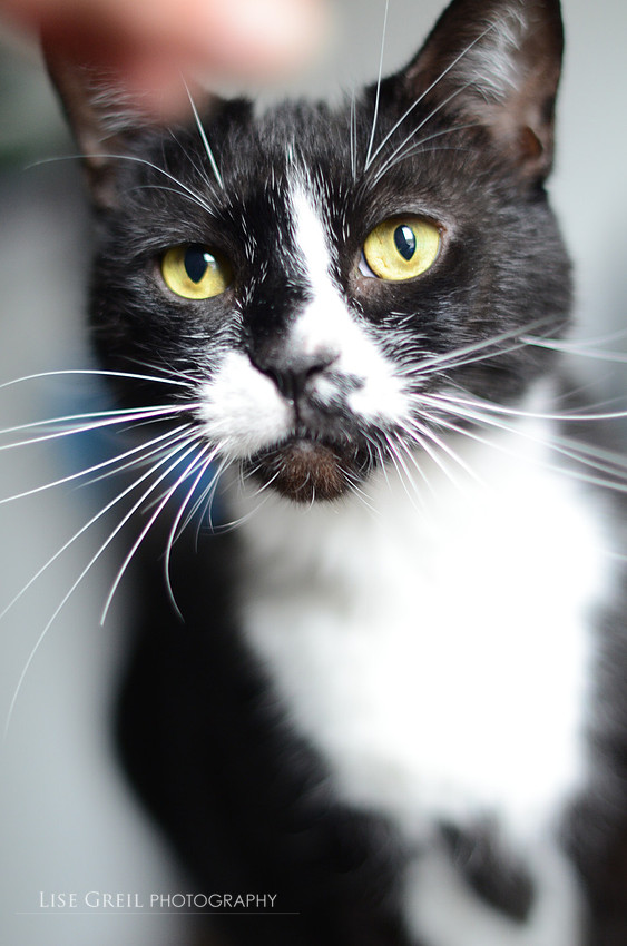 Pepper