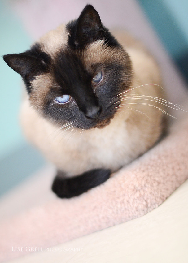 Mocha