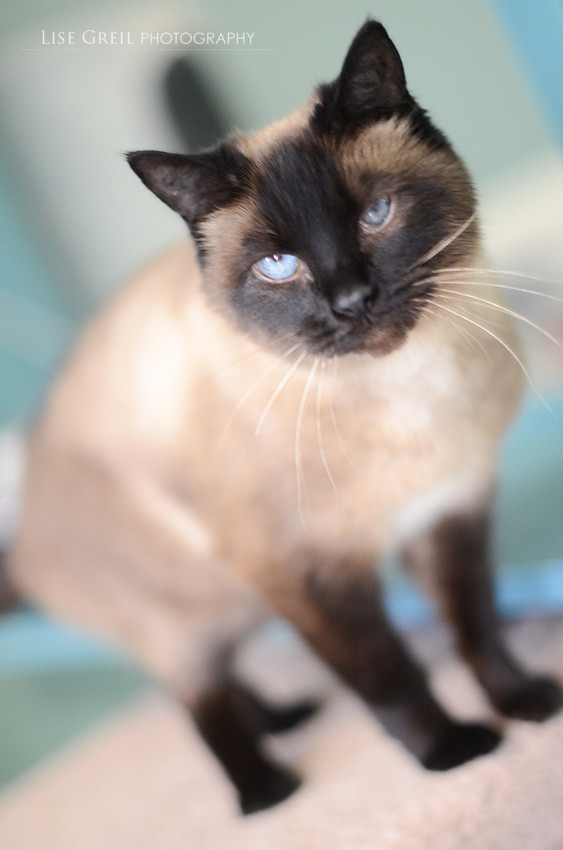 Mocha