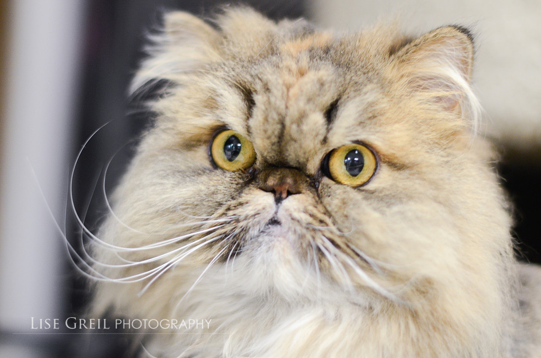 Meow