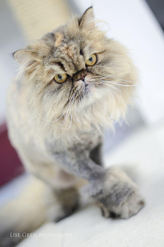 Meow