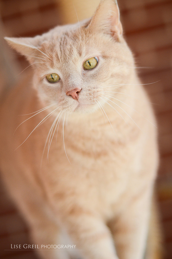Albert