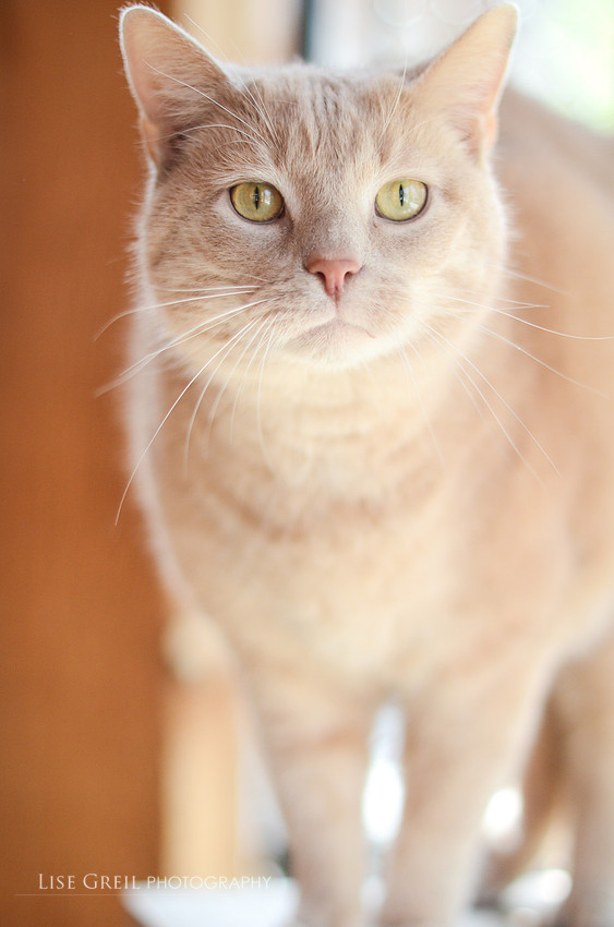 Albert