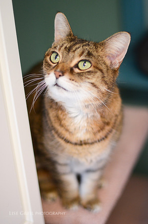 Raja
