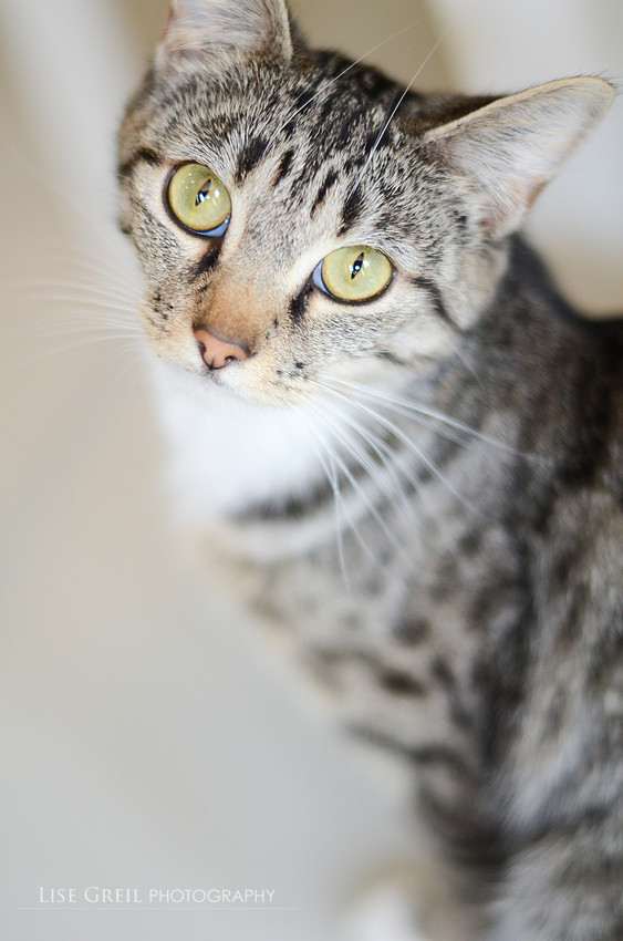 Majestic Mildred