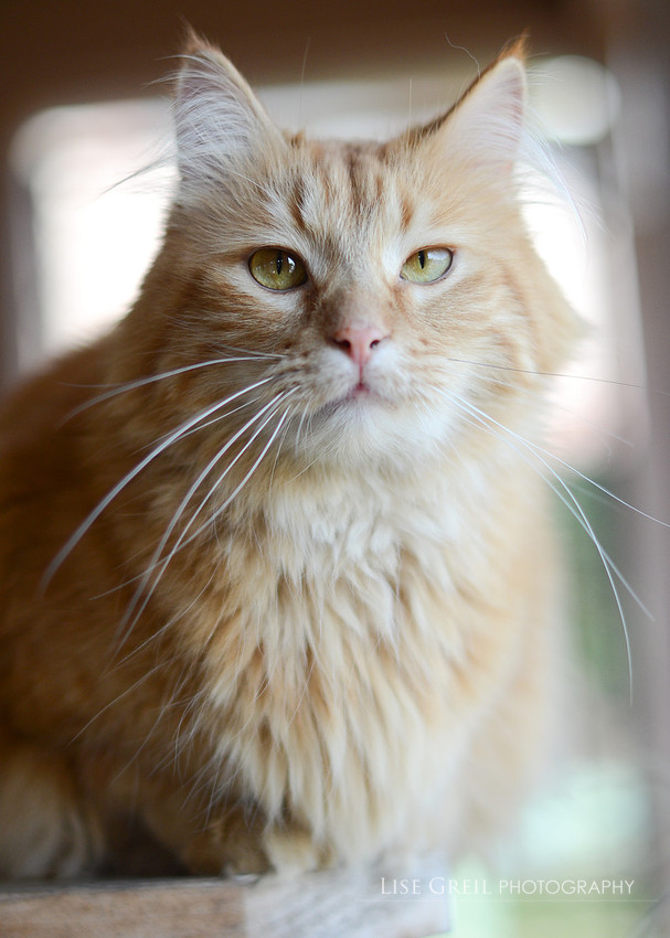 Luca