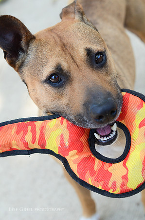 Rocko