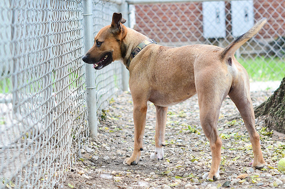 Rocko