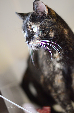 Prissy