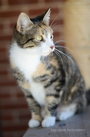 Eloise