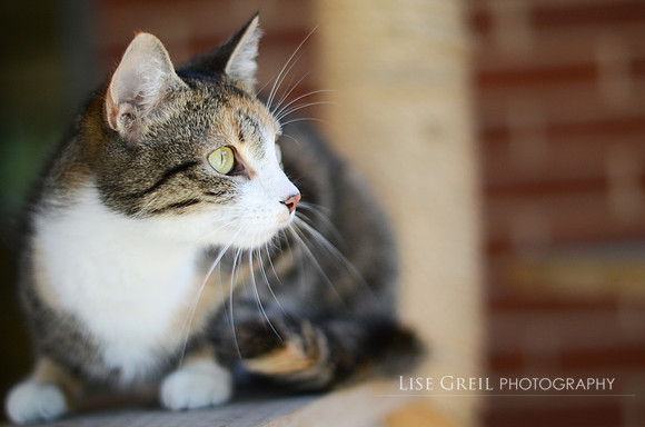 Eloise