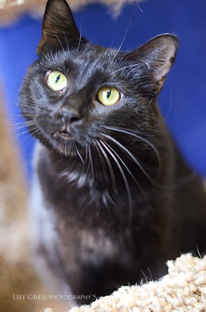 Cora