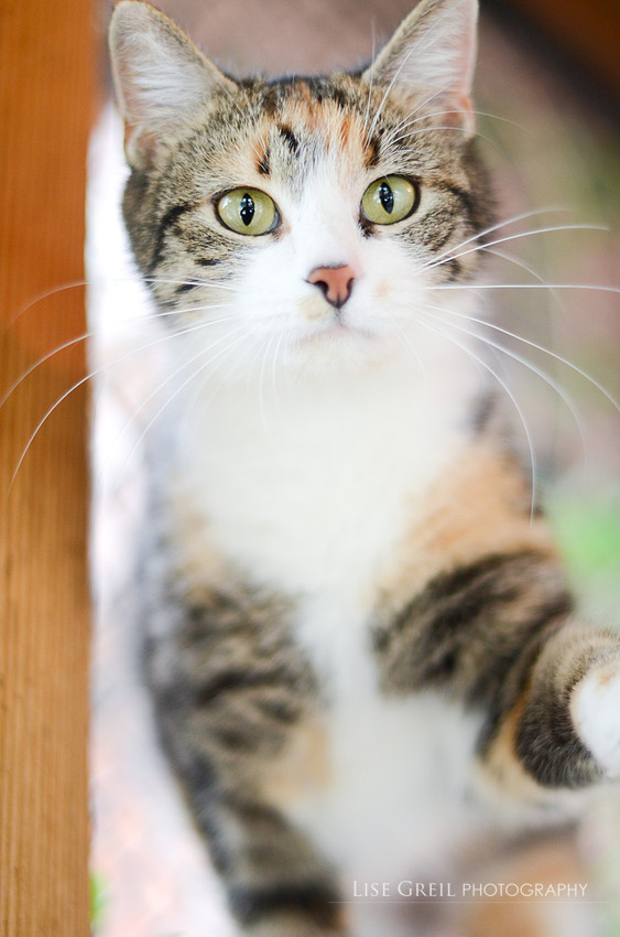 Eloise