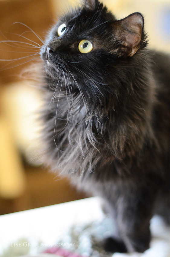 Duchess