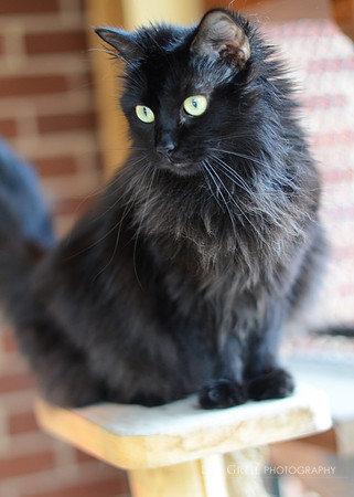 Duchess