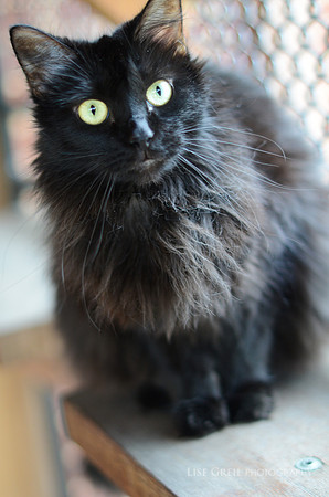 Duchess
