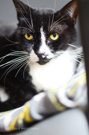 Pepper