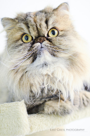 Meow