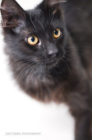 Cecil