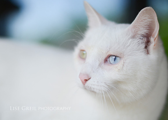 Ivory