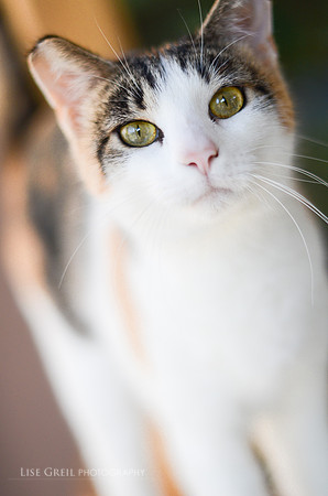 Meg