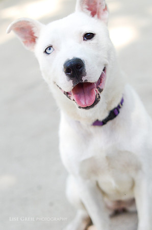 Laika