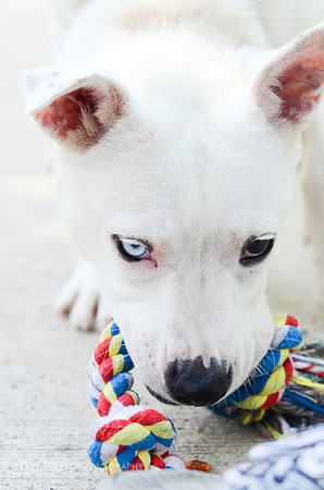 Laika