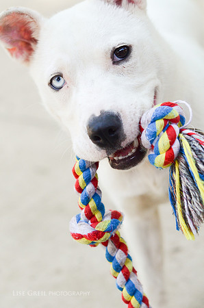 Laika
